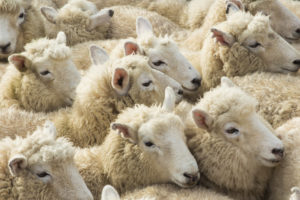 Group Of Lambs